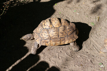 Leopard Tortoise Walking on a Sandy Path in the Afternoon Sun