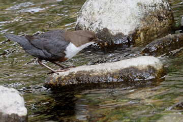 Sticker - Cincle plongeur - Cinclus cinclus - passereaux