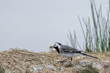 Sticker - Bergeronnette grise- Motacilla alba - Hoche queue gris - passereaux - motacillidés
