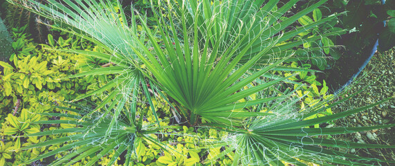 Wall Mural - Palm tree leaves nature background