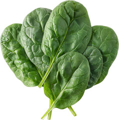 Fresh green spinach leaves isolated on white background. Healthy vegetable ideal for salads, cooking, and garnishing.