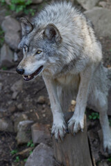  Lone grey wolf smiles, staring off into the forest.