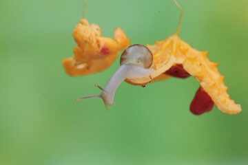 A small snail is eating a wild balsam pear. This mollusk likes to eat flowers, fruits and young leaves.