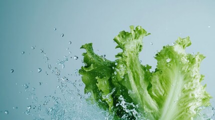 Sticker - Fresh green lettuce leaves splashing in water.