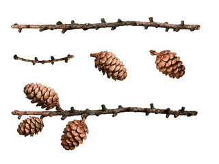 Wall Mural - natural conifer cones and dry branches isolated on white background. set for creating festive christ