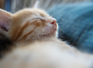 Poster - Close-up head of a sleeping ginger kitten with closed eyes