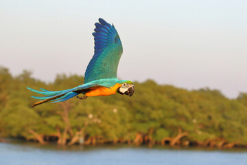 Wall Mural - Colorful Blue and Gold Macaw parrot flying on the river. Free flying bird