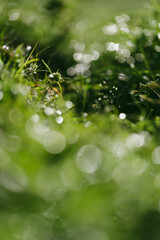 Wall Mural - nurturing earth's green life, environmental conservation, care for nature's global growth, concept o