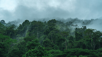 Wall Mural - misty mountain forest landscape: rain and fog embrace nature's green environment, journey through ju