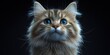 © Pixel Mind - A fluffy cat gazes intently with striking blue eyes in low light