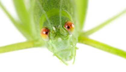 Wall Mural - Close up katydid head or bush cricket, Tettigoniidae isolated on white, macro