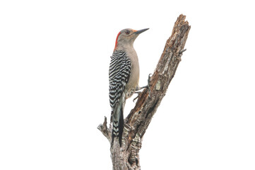 Wall Mural - Red-Bellied Woodpecker ((Melanerpes carolinus) Photo, Perched Over a Transparent Isolated PNG Background