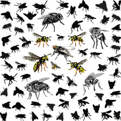 Sticker - fly and wasp silhouettes isolated on white