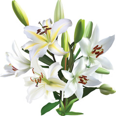 Sticker - five large white lily blooms in bunch on white illustration