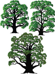 Wall Mural - three green oak trees isolated on white