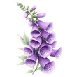 © Exnoi - A purple flower with a white background