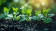 © Naret - Sustainable agriculture initiatives using innovative precision farming techniques, [sustainable agriculture], [precision farming]