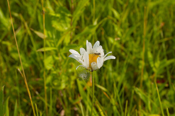 Poster - The spider uses the daisy flower as a web trap