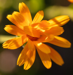 Wall Mural - Small-flowered marigolds grow in nature