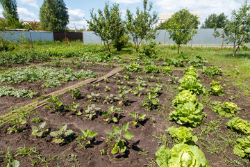 Poster - Cabbage grows in the ground in the garden