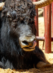 Wall Mural - Portrait of a black Buffalo in the zoo