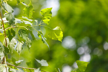 Wall Mural - Green leaves on a tree in the park in summer