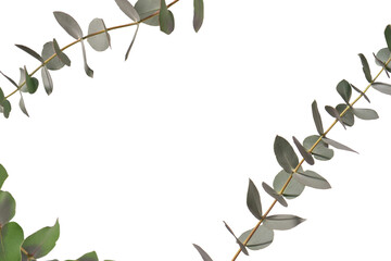 Wall Mural - Eucalyptus sprig isolated on a white background.