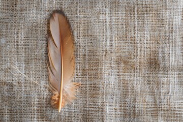 Poster - A single brown feather lying on a piece of cloth, potentially from a costume or prop