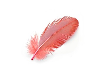 Poster - A single red feather lies on a white surface