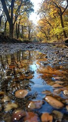 Wall Mural - Autumn Reflections in a Forest Stream