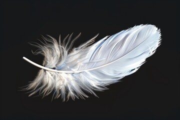 Poster - A single white feather on a dark or black background