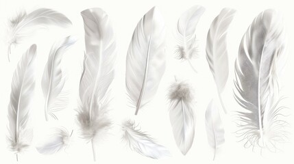 Poster - A collection of white feathers against a pure white backdrop