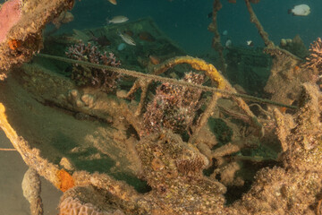 Frog fish in the Red Sea Colorful and beautiful, Eilat Israel
