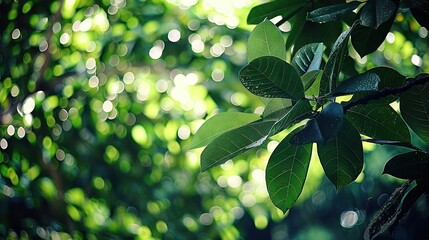 Canvas Print -   A leafy tree with sunlight shining through emerald leaves