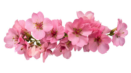 Wall Mural - Pink Cherry Blossom Branch Isolated on White Background, cherry blossom , flower , pink , spring