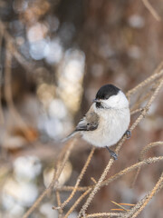 Wall Mural - Cute bird the willow tit, song bird sitting on a branch without leaves in the winter.