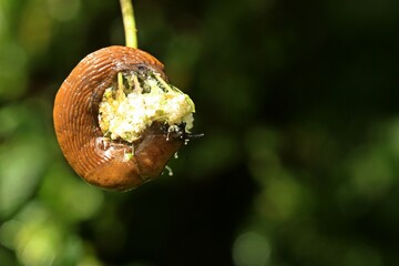 Wall Mural - Spanische Wegschnecke (Arion vulgaris) an Blütendolde