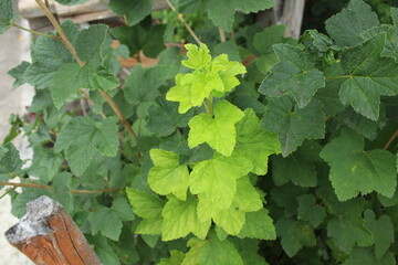 Young green foliage on the bush. Young branches, foliage. Plant growth and development