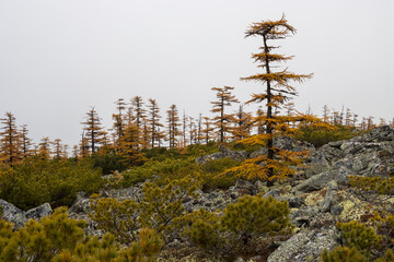 Wall Mural - Autumn landscape. Larches with autumn yellow needles and evergreen dwarf pines on a rocky mountain slope. Cloudy foggy weather. Travel and hiking in northern nature. Trees and bushes among the stones.