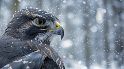 a close-up of a striking northern goshawk's beak with a snowy forest backdrop
