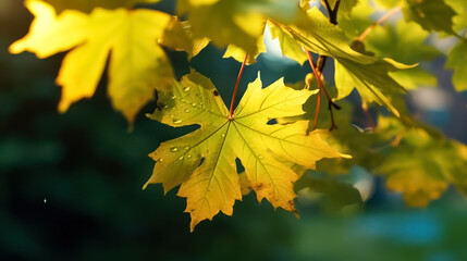 Wall Mural - A tree branch with yellow leaves is in the sunlight.