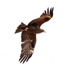 Wall Mural - a dynamic black kite isolated on a white background, in mid-glide