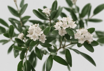 Wall Mural - Myoporum Parvifolium bush isolated on transparent background