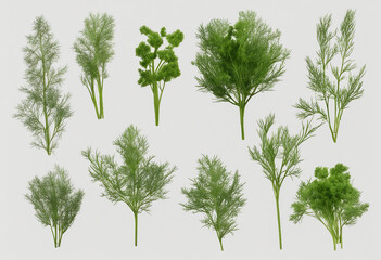 Wall Mural - Set of healthy herbs elements Fresh dill isolated on transparent background