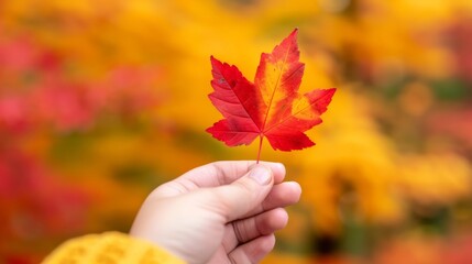 Sticker - Closeup of a hand holding a red maple leaf against a backdrop of colorful autumn foliage during momiji-gari 