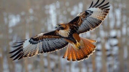 Wall Mural - a striking red-tailed hawk portrait flying over a forest clearing