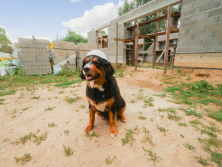 Cute Bearnaise dog wearing hard hat on a construction site. New building wall in the background. Tough boss concept. Security and safety theme. Funny scene with a big animal. Warm sunny day.