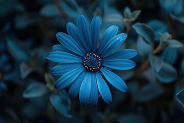 Wall Mural - Single blue flower with a yellow center stands out against a dark green background