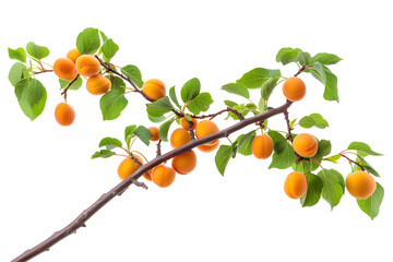 Apricot branch with fruits and leaves isolated on transparent background. PNG, cutout. Ripe, sweet seasonal apricots fruitage clipart.