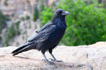 Wall Mural - Full standing view of Common raven in close up on cliff edge